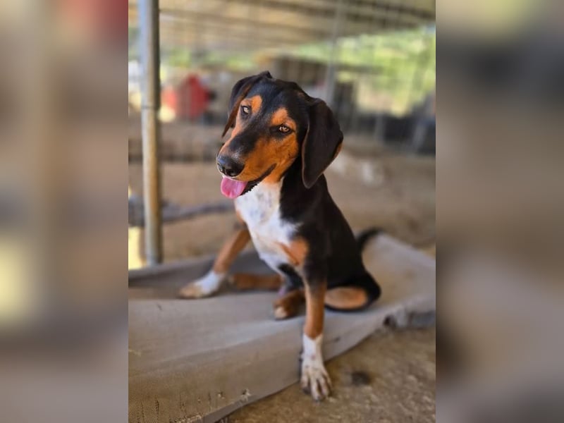 Timmi – neugieriger Entdecker sucht sein Zuhause