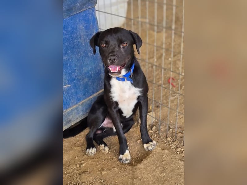 Onyx – ein schwarzer Schatz sucht sein Für-immer-Zuhause 