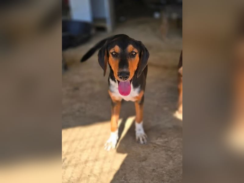 Timmi – neugieriger Entdecker sucht sein Zuhause