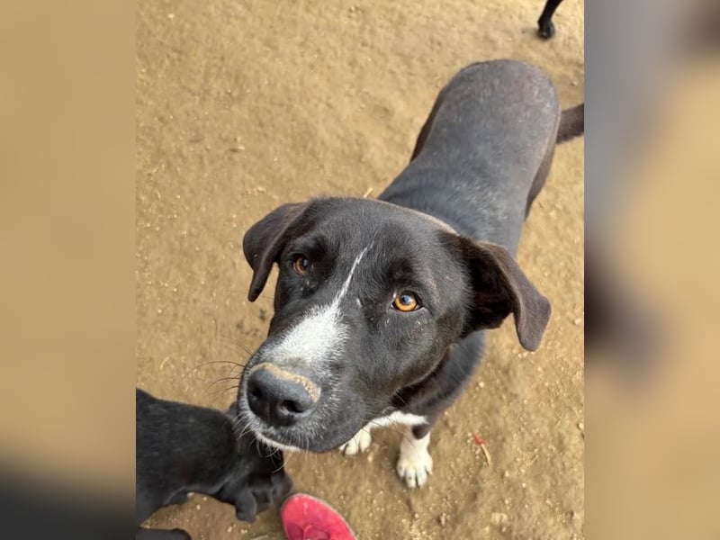 Ein Schatz zum Verlieben: Justus sucht sein Zuhause!