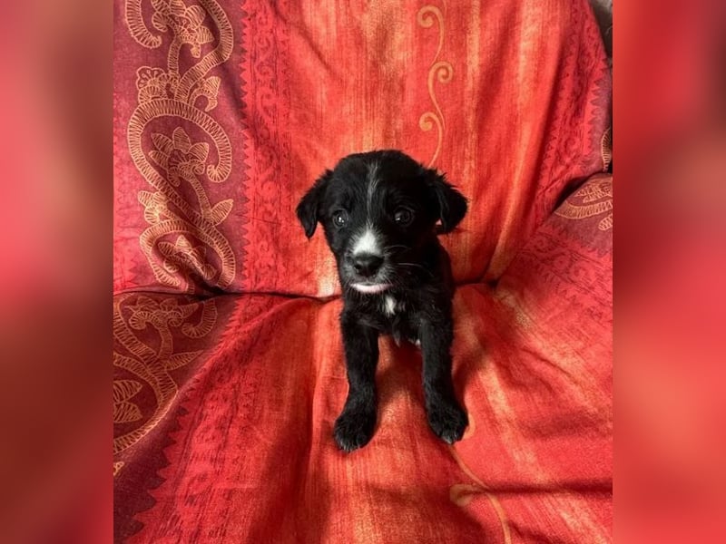 ❤️ Raffa – Fröhlicher Wirbelwind