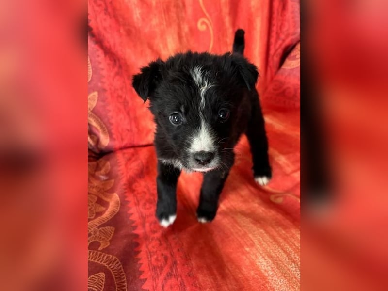  Amber – kleine liebevolle Seele