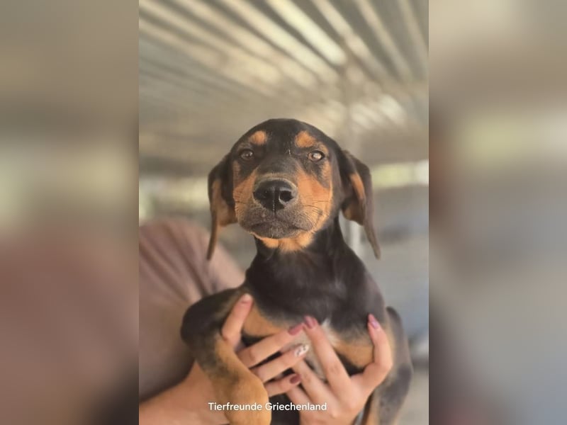 Max – junger Jagdhund-Mix mit großem Potenzial