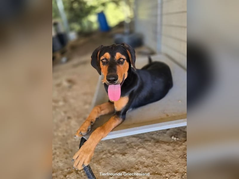 Max – junger Jagdhund-Mix mit großem Potenzial