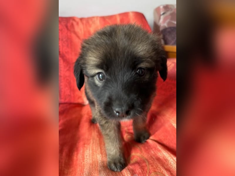  Robby – Der lebensfrohe Sonnenschein﻿