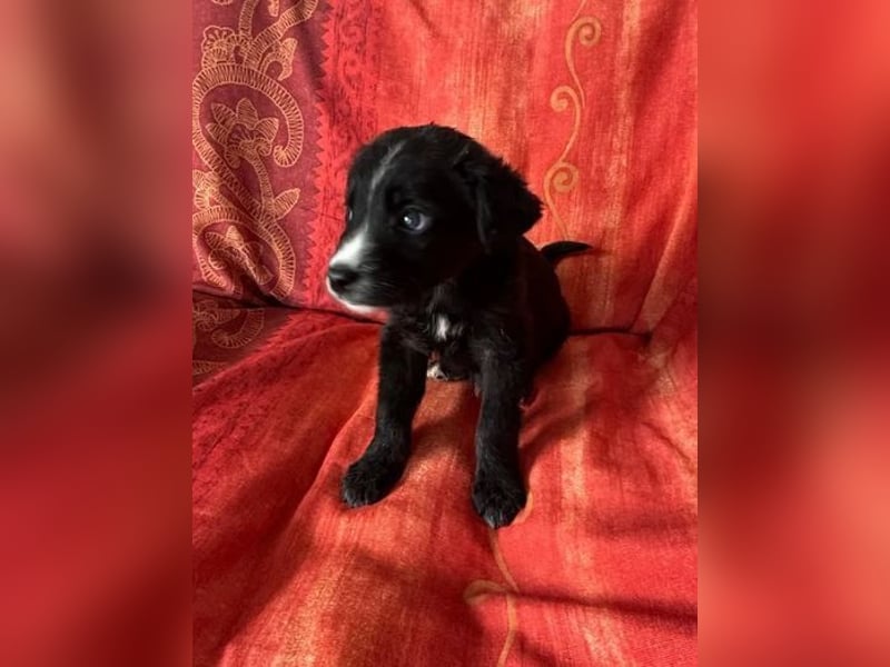 ❤️ Raffa – Fröhlicher Wirbelwind