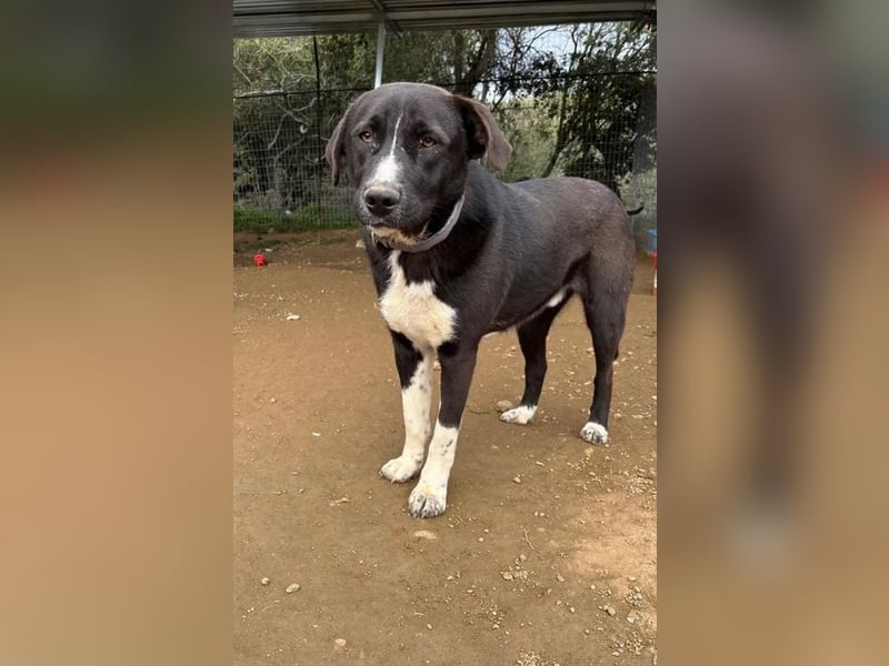 Ein Schatz zum Verlieben: Justus sucht sein Zuhause!