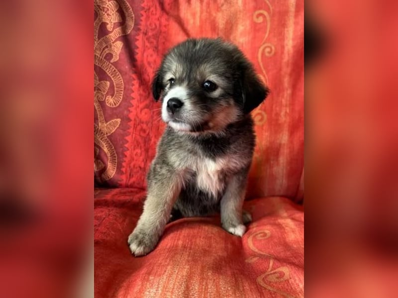 Skyla – mutige Abenteurerin 