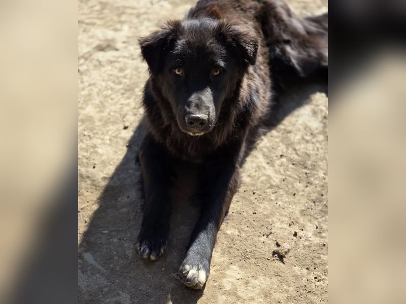 Smitty – Der sanfte Begleiter mit dem flauschigen Fell!