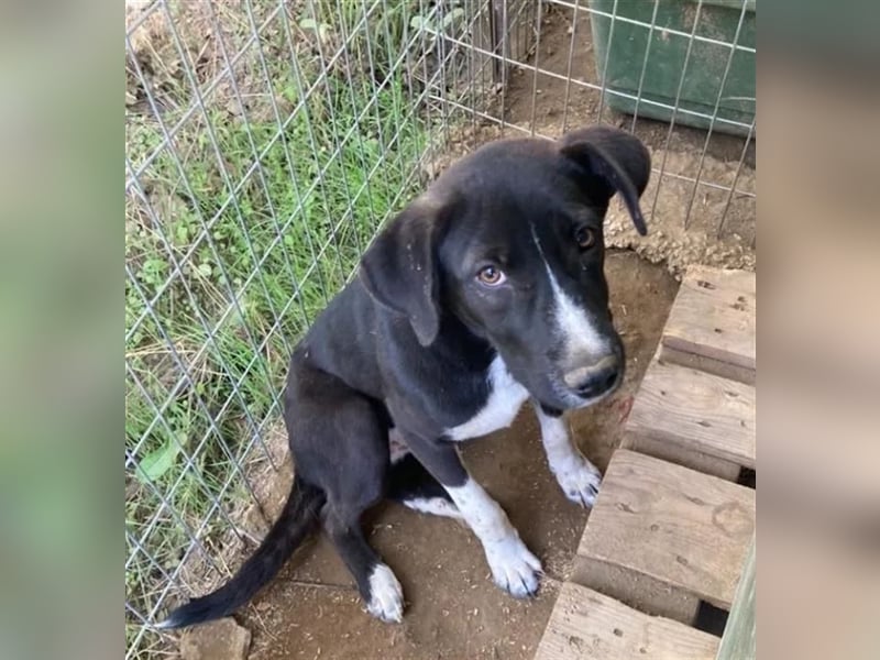 Ein Schatz zum Verlieben: Justus sucht sein Zuhause!