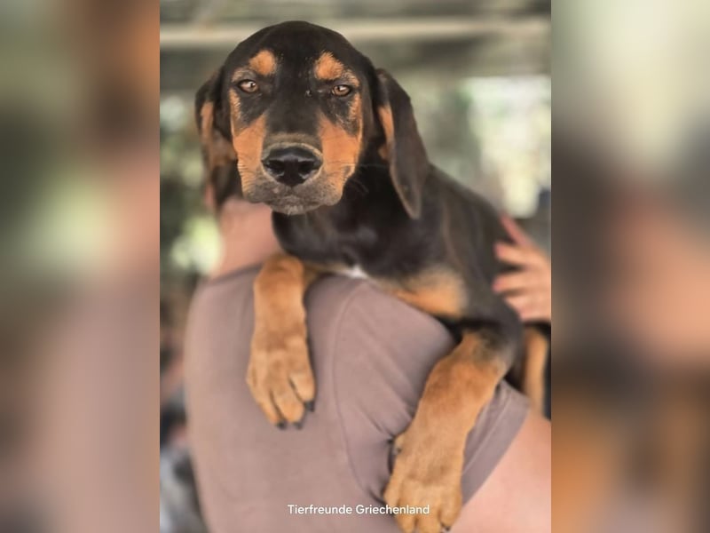 Max – junger Jagdhund-Mix mit großem Potenzial