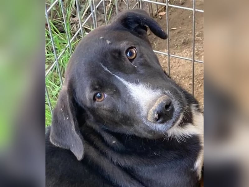 Ein Schatz zum Verlieben: Justus sucht sein Zuhause!