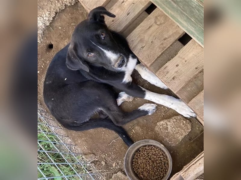 Ein Schatz zum Verlieben: Justus sucht sein Zuhause!