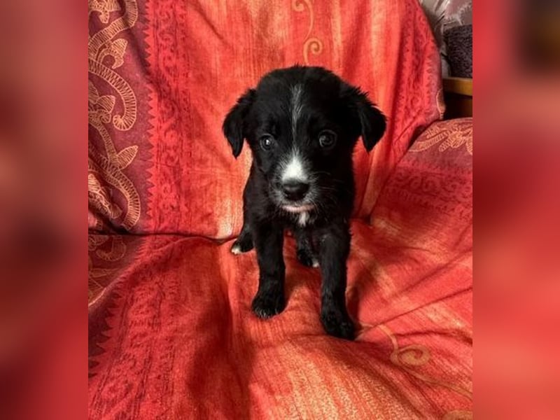 ❤️ Raffa – Fröhlicher Wirbelwind