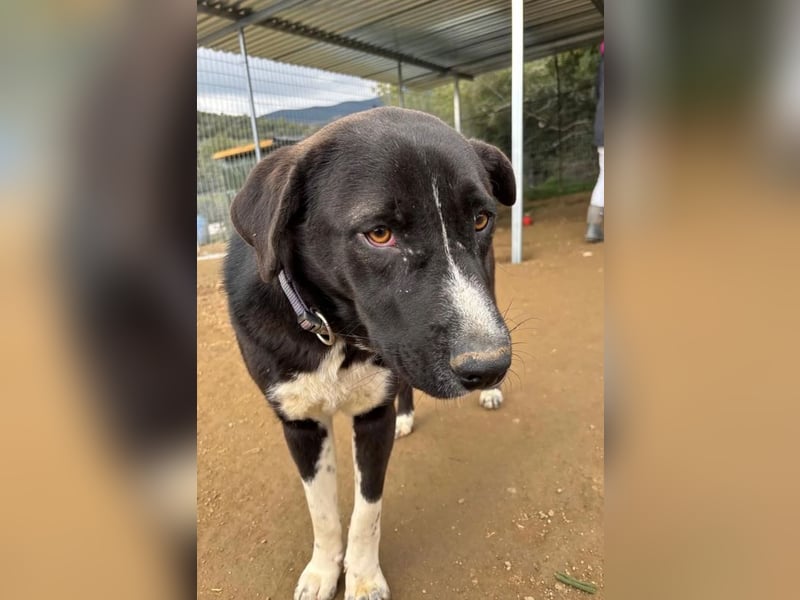 Ein Schatz zum Verlieben: Justus sucht sein Zuhause!