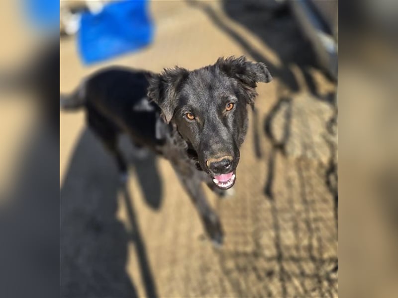 Smitty – Der sanfte Begleiter mit dem flauschigen Fell!