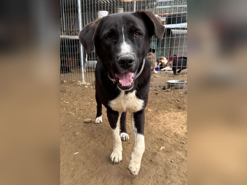 Ein Schatz zum Verlieben: Justus sucht sein Zuhause!