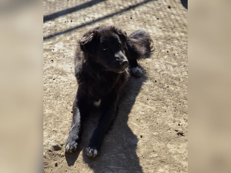 Smitty – Der sanfte Begleiter mit dem flauschigen Fell!