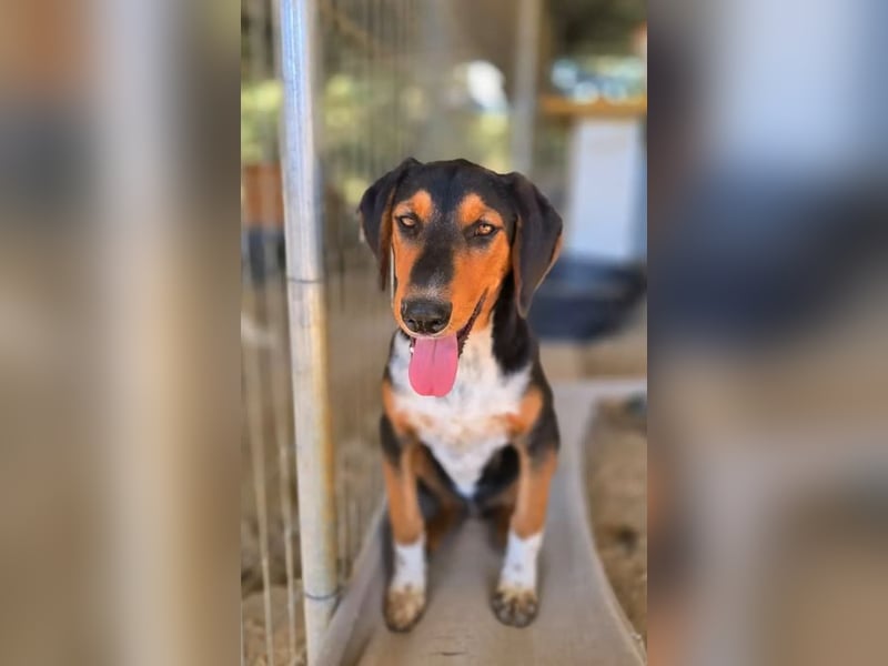 Timmi – neugieriger Entdecker sucht sein Zuhause