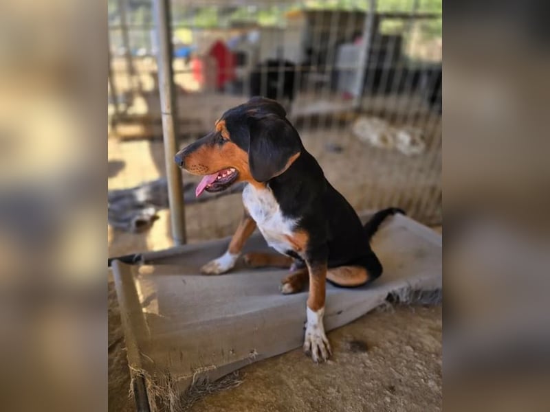 Timmi – neugieriger Entdecker sucht sein Zuhause