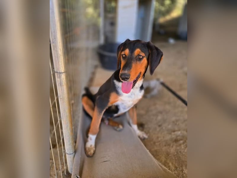 Timmi – neugieriger Entdecker sucht sein Zuhause