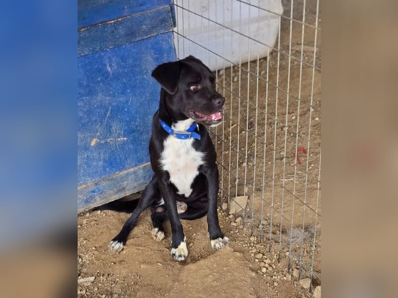 Onyx – ein schwarzer Schatz sucht sein Für-immer-Zuhause 