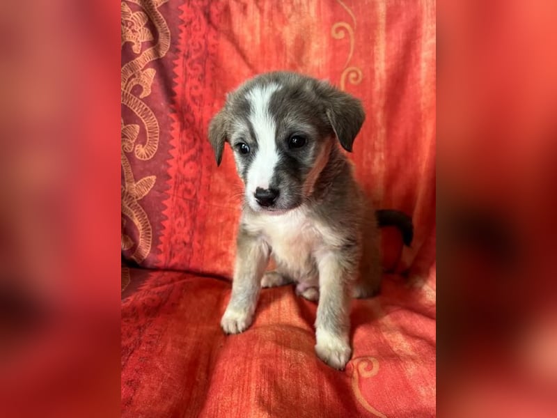  Horst – Der sanfte Beobachter