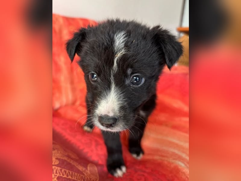  Amber – kleine liebevolle Seele