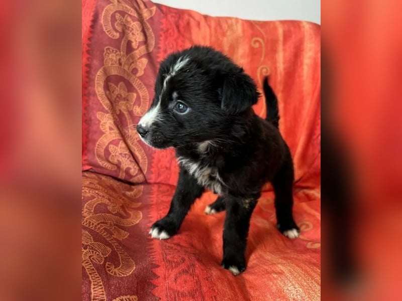  Amber – kleine liebevolle Seele