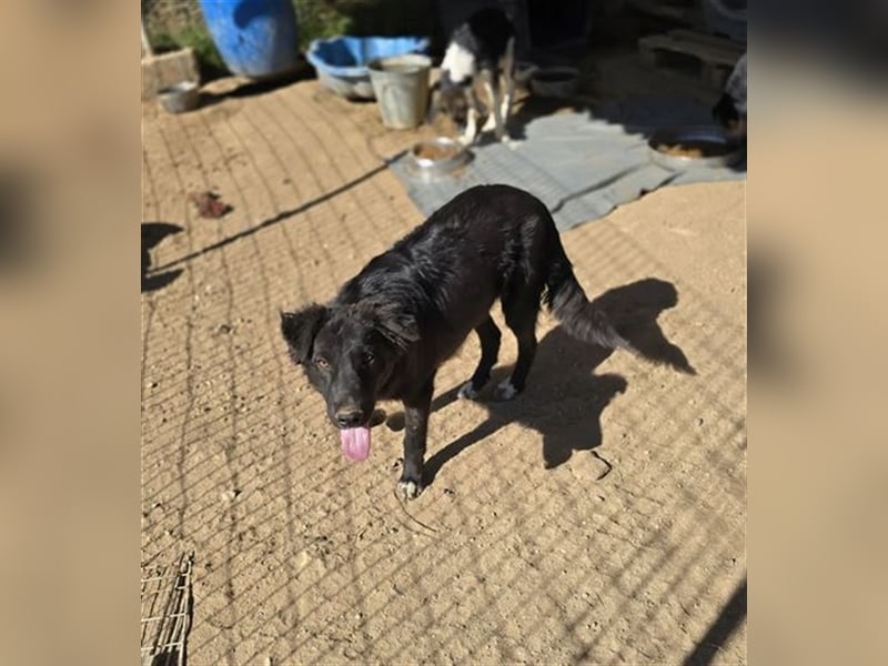 Smitty – Der sanfte Begleiter mit dem flauschigen Fell!