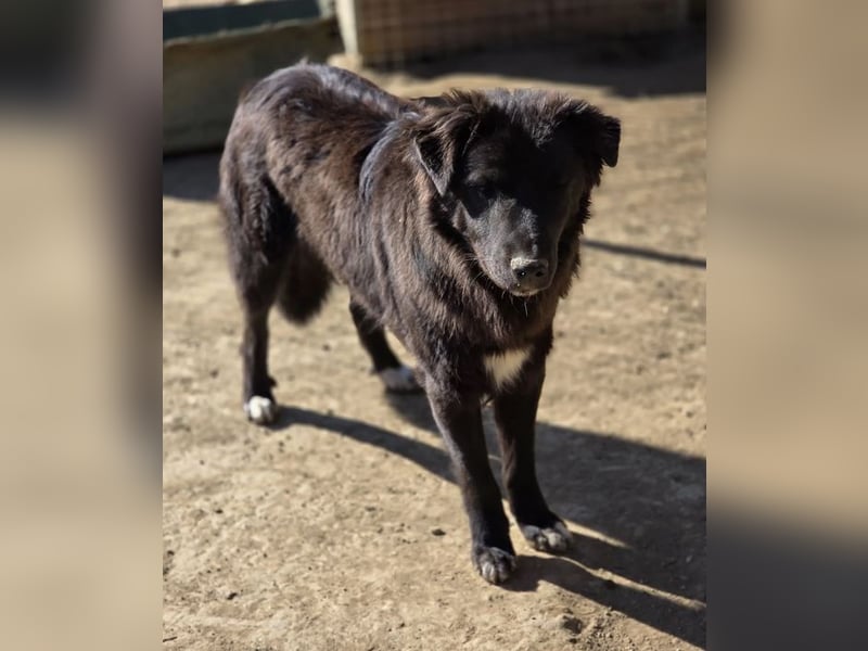 Smitty – Der sanfte Begleiter mit dem flauschigen Fell!