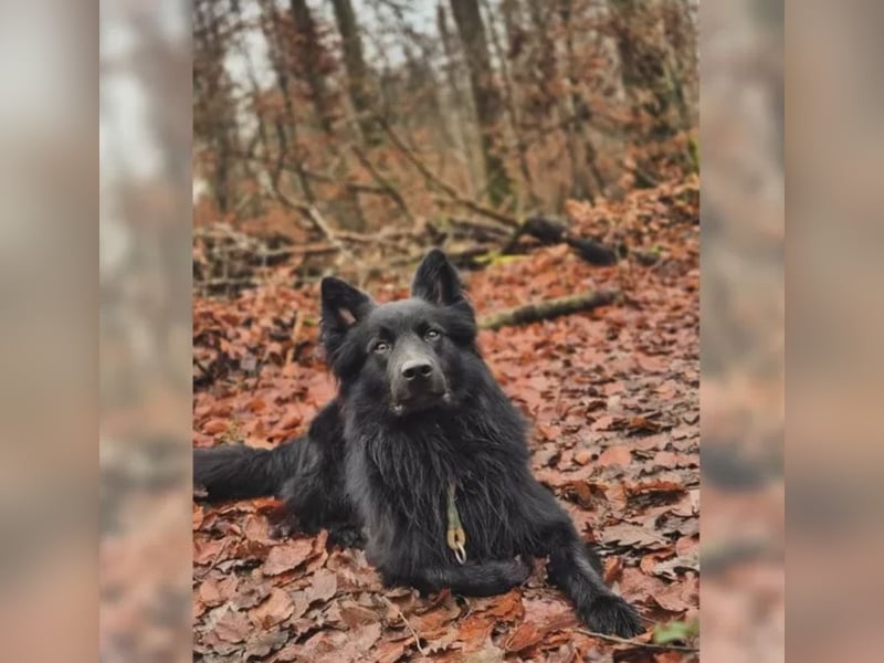 Altdeutscher Hütehund Deckrüde