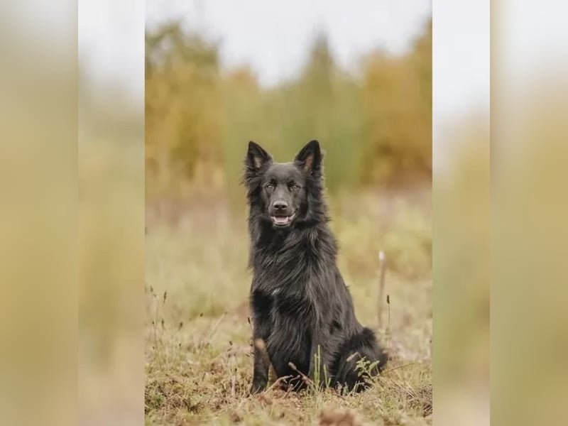 Altdeutscher Hütehund Deckrüde