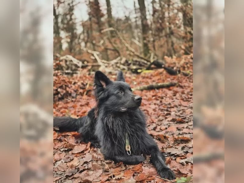 Altdeutscher Hütehund Deckrüde