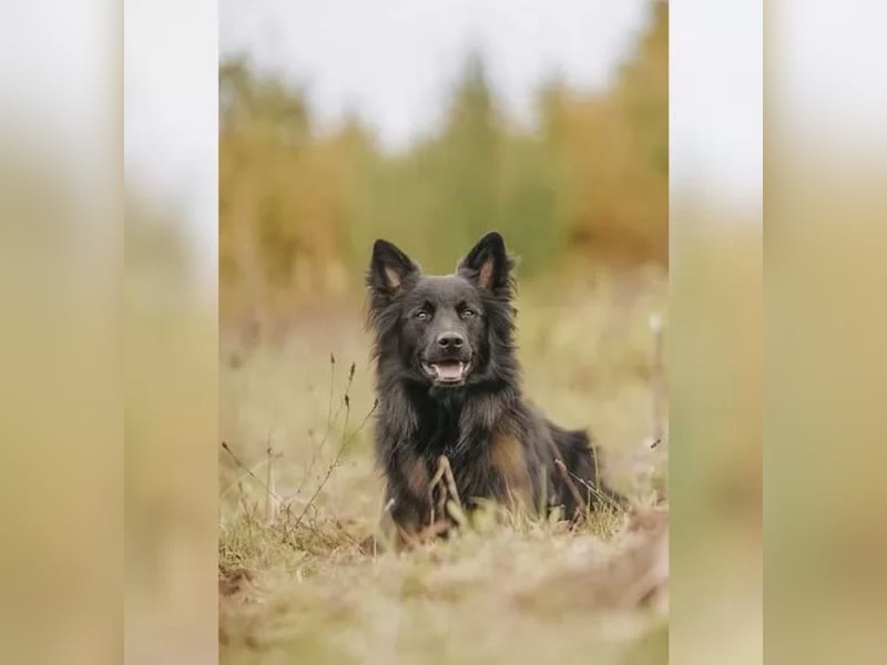 Altdeutscher Hütehund Deckrüde