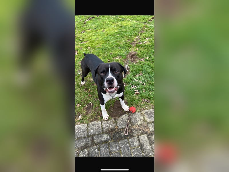 Neue zu Hause gesucht!
