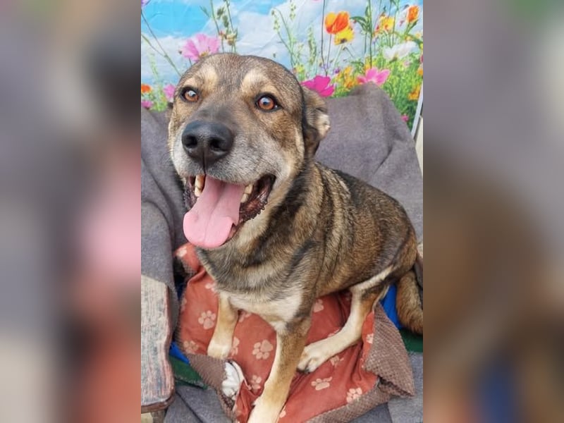 Alex (2) munterer Senior mit viel Herz