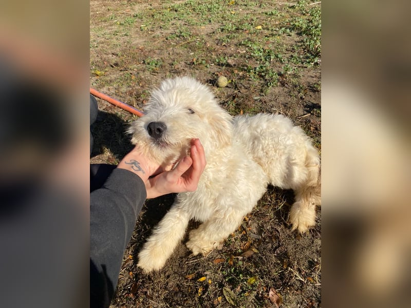 Fluffy, bildhübscher Mischlingswelpe geb. 2025