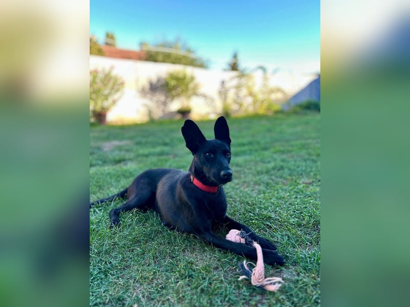 Zara, entspannte Mischlingshündin geb. 2024