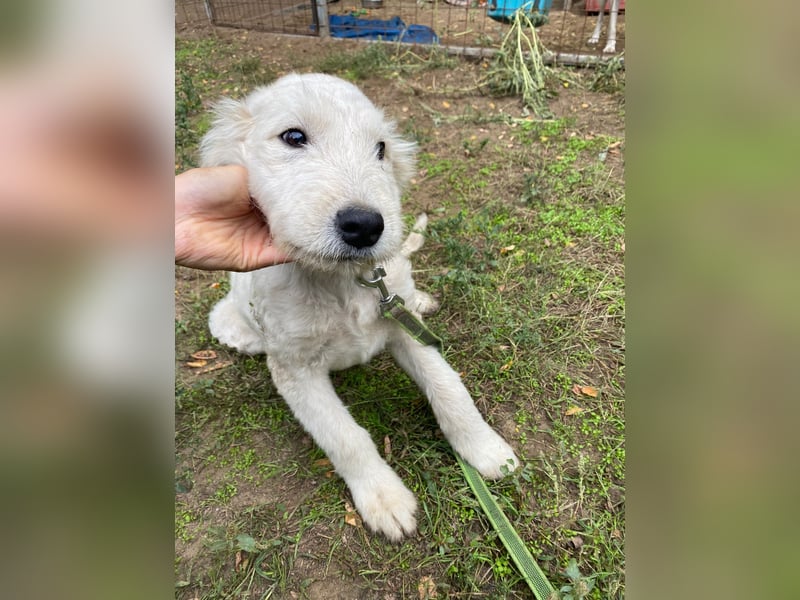 Fanny, zuckersüßes Mischlingswelpenmädchen geb. 2025