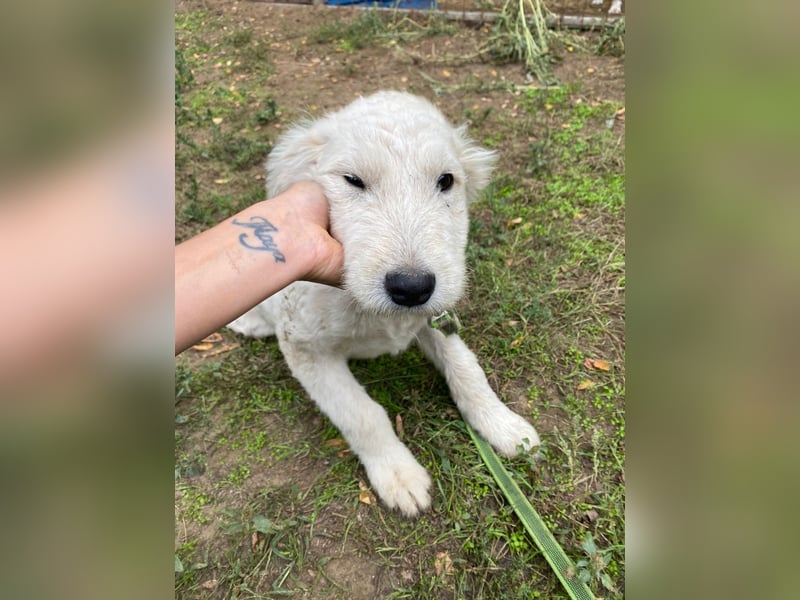 Fanny, zuckersüßes Mischlingswelpenmädchen geb. 2025