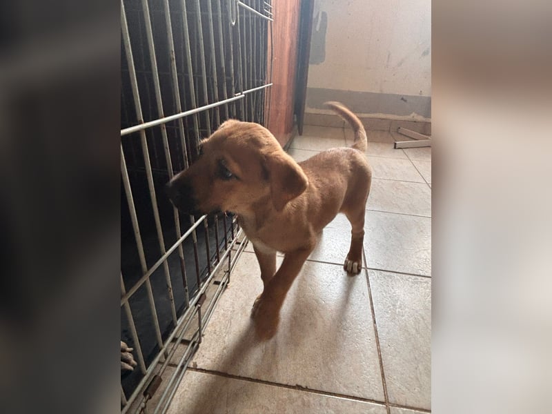 Iza, zuckersüßes Welpenmädchen geb. 05/2026