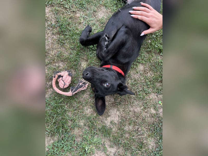 Zara, entspannte Mischlingshündin geb. 2024