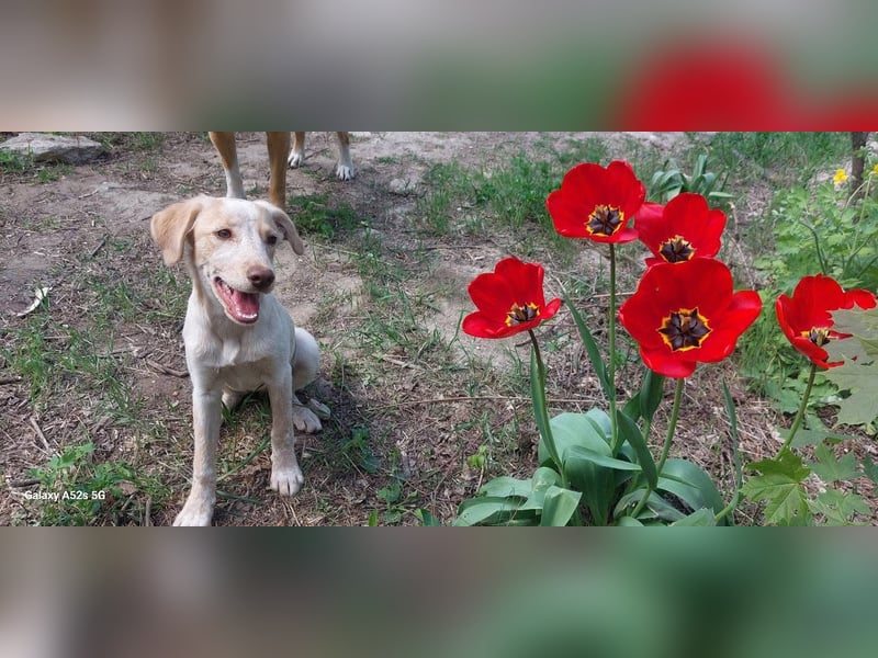 Mia, zauberhaftes Welpenmädchen geb. 12/2025