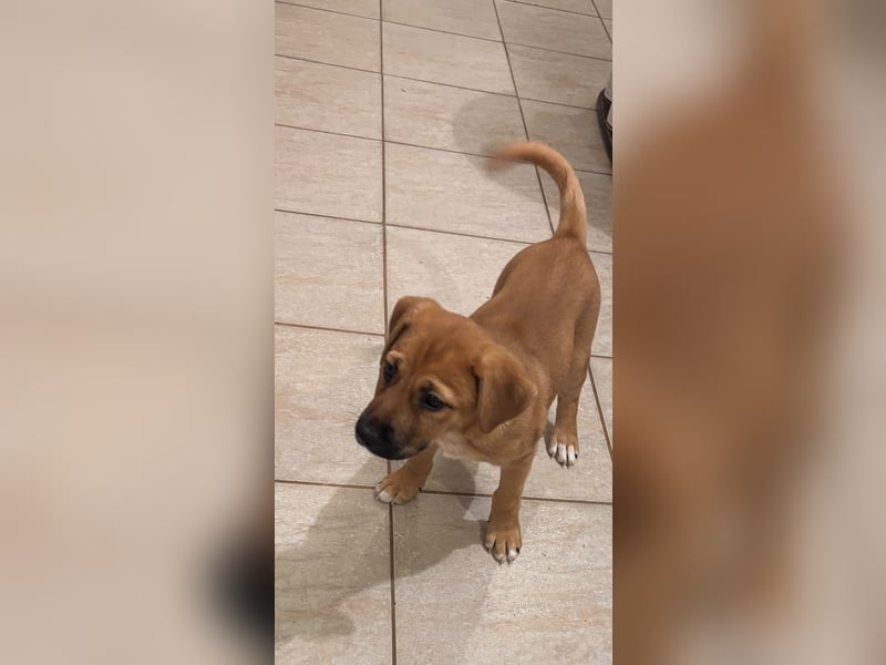 Iza, zuckersüßes Welpenmädchen geb. 05/2026