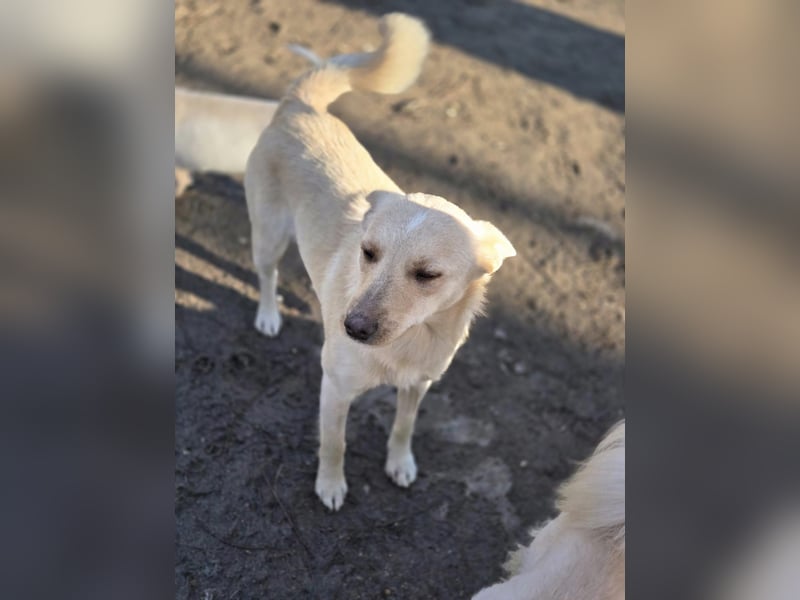 Frida, lebe junge Mischlingshündin geb 07/2024