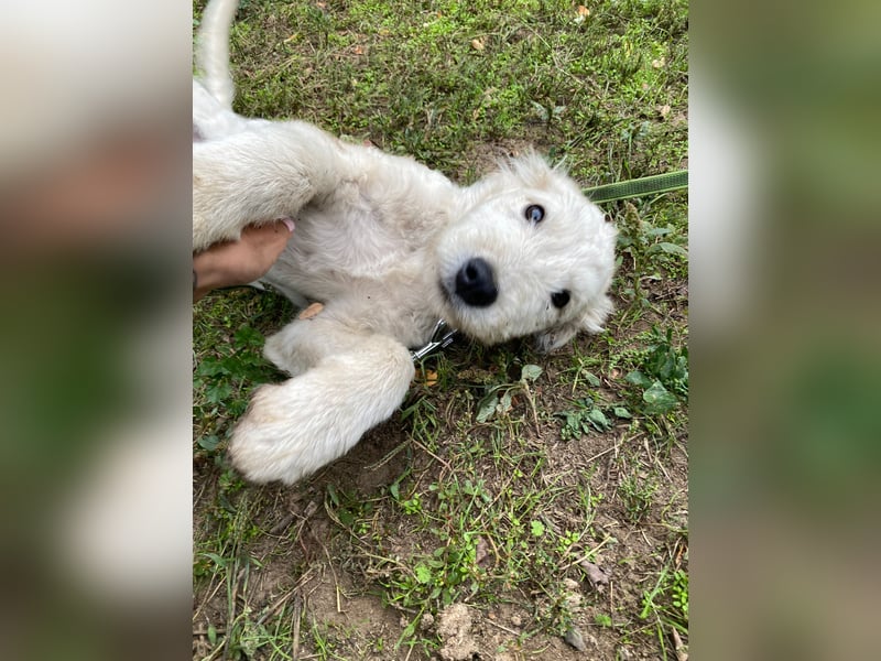 Fanny, zuckersüßes Mischlingswelpenmädchen geb. 2025