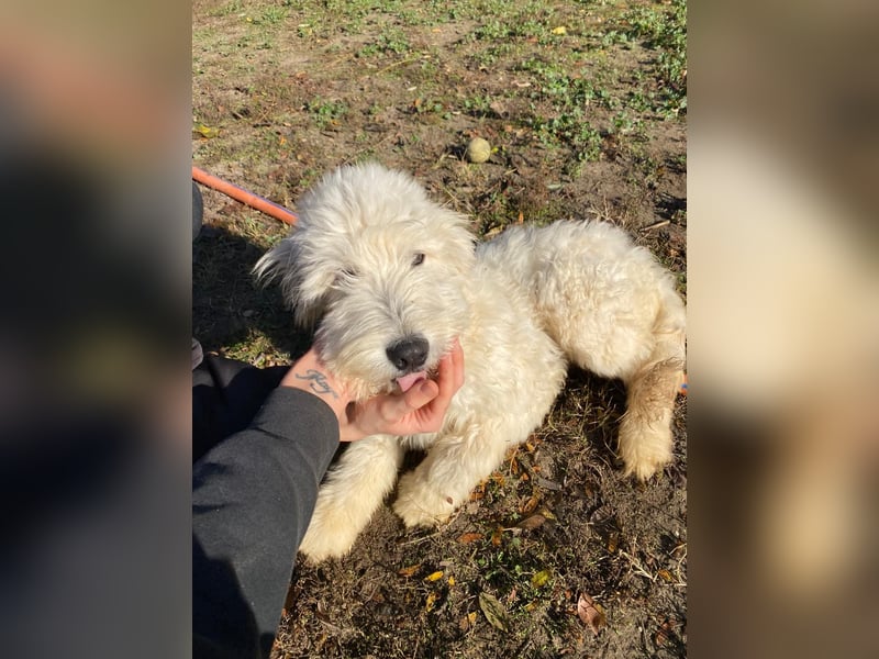 Fluffy, bildhübscher Mischlingswelpe geb. 2025