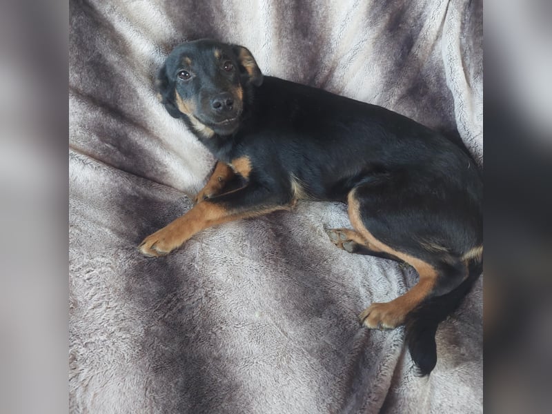 Sendy, süßer Mischlingswelpe geb. 2024