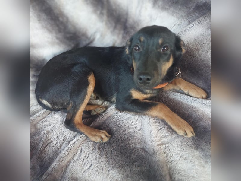 Sendy, süßer Mischlingswelpe geb. 2024